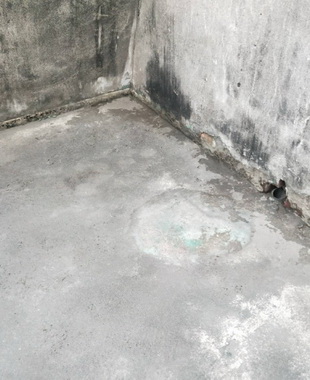 彰化屋頂防水；彰化防水抓漏，各式抓漏防水工程, 請撥TEL：0981-142-692謝先生