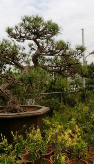 台中南屯樹木買賣, 台中南屯割草, 台中南屯庭園維護, 台中南屯園藝景觀設計